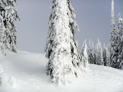 Snowy trees texture at Silver Star Ski Resort in the BC Interior