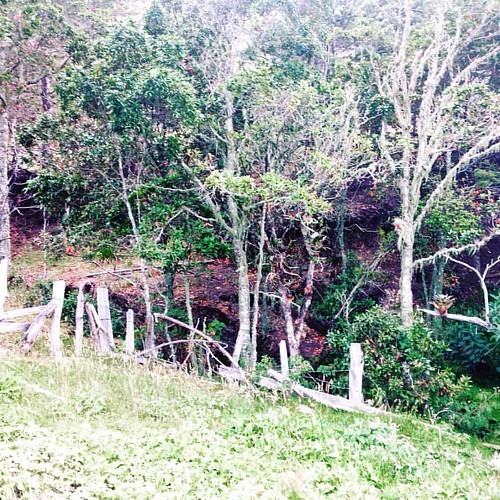 verde square colombia paisaje bosque squareformat árbol campo boyacá investigación iphoneography instagramapp uploaded:by=instagram