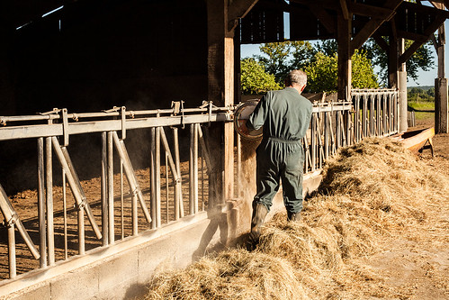 france barn shed hay fr heifers cowsheds génisses jublains mayennepaysdelaloire