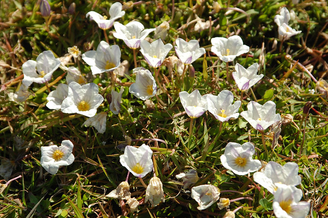 Little Flowers at La Poza, Pucón, Chile