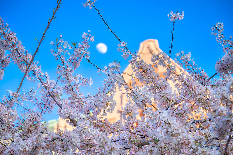 Moon and Cherry Blossoms