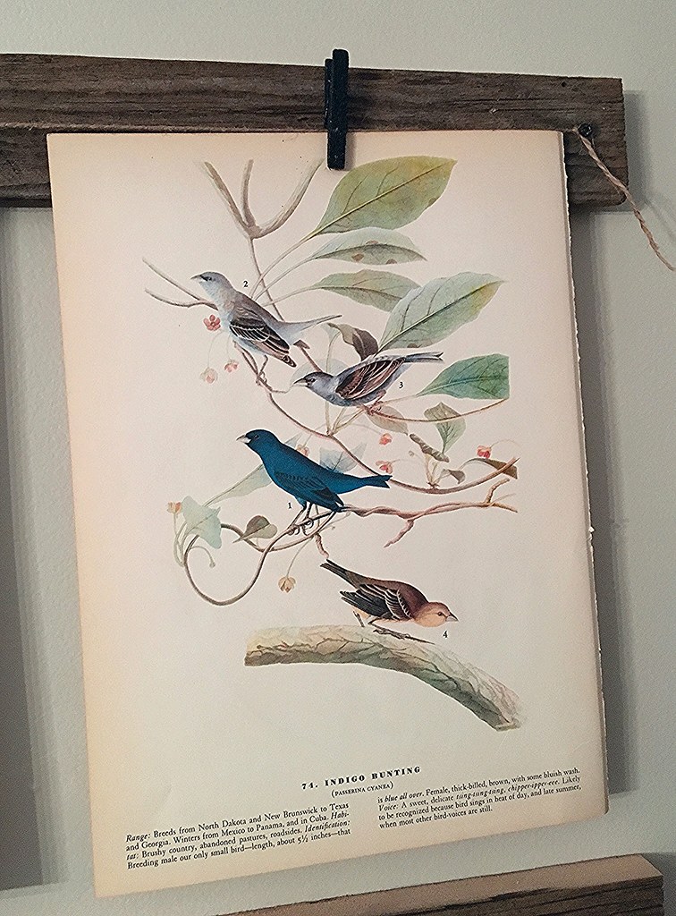 Vintage Indigo Bunting Bird Print