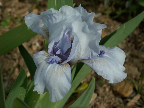 Iris 'Sapphire Jewel'