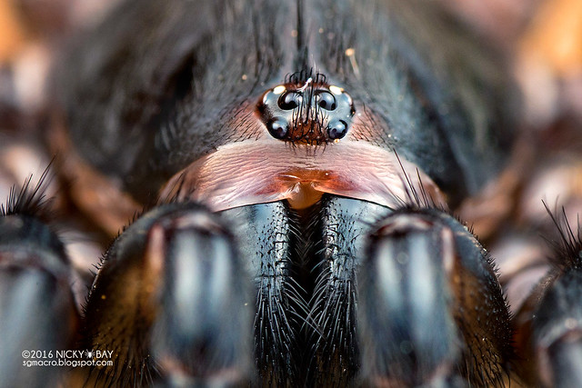 Brush-footed trapdoor spider (Barychelidae) - DSC_2012