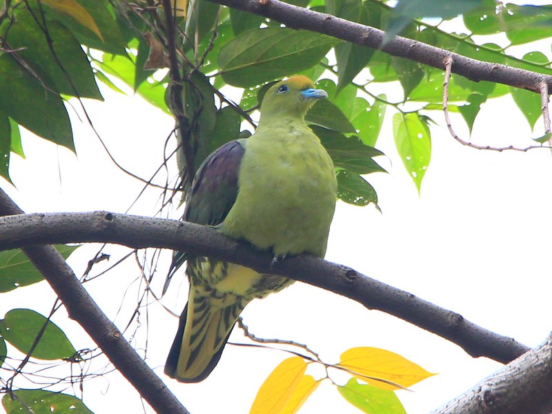 IMG_7847 紅頭綠鳩 Taiwan Green-pigeon