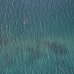 Dugongs from the air