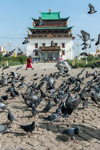 mongolia locations trips occasions buddhisttemples subjects birds buildings animals vertebrates businessresearchtrips people ulaanbaatar mn placesofworship