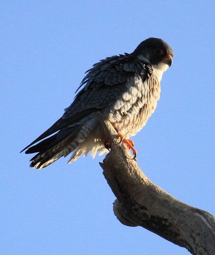 nature canon sadness falcon