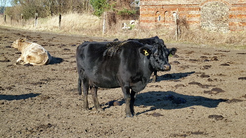 germany deutschland cow cattle alemania allemagne brandenburg kühe buey rinder viehzucht bœuf bouvillon radwegleipzigberlin wittenbergnachjüterbog
