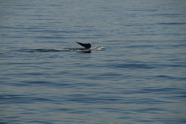 whale watching-46web