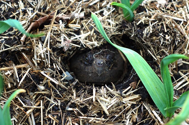 Snapping turtle decides to lay eggs in the garlic bed by Eve Fox, the Garden of Eating, copyright 2016