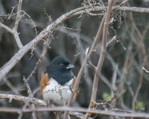 Spotted Towhee - 1