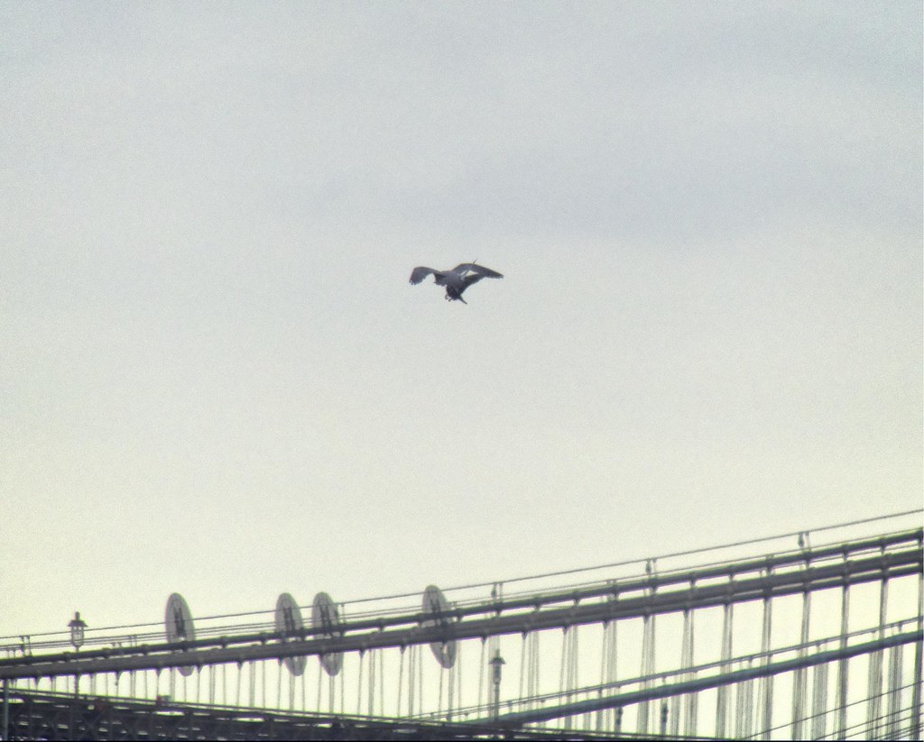 Falcon flies with pigeon towards Brooklyn Bridge