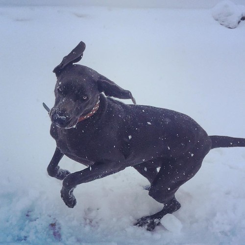 winter dog snow square farm country weimaraner squareformat rise farmdog huntingdog iphoneography instagramapp