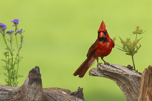 bird ave cardinaliscardinalis cardenalrojo cardenalcomún cardenalnorteño