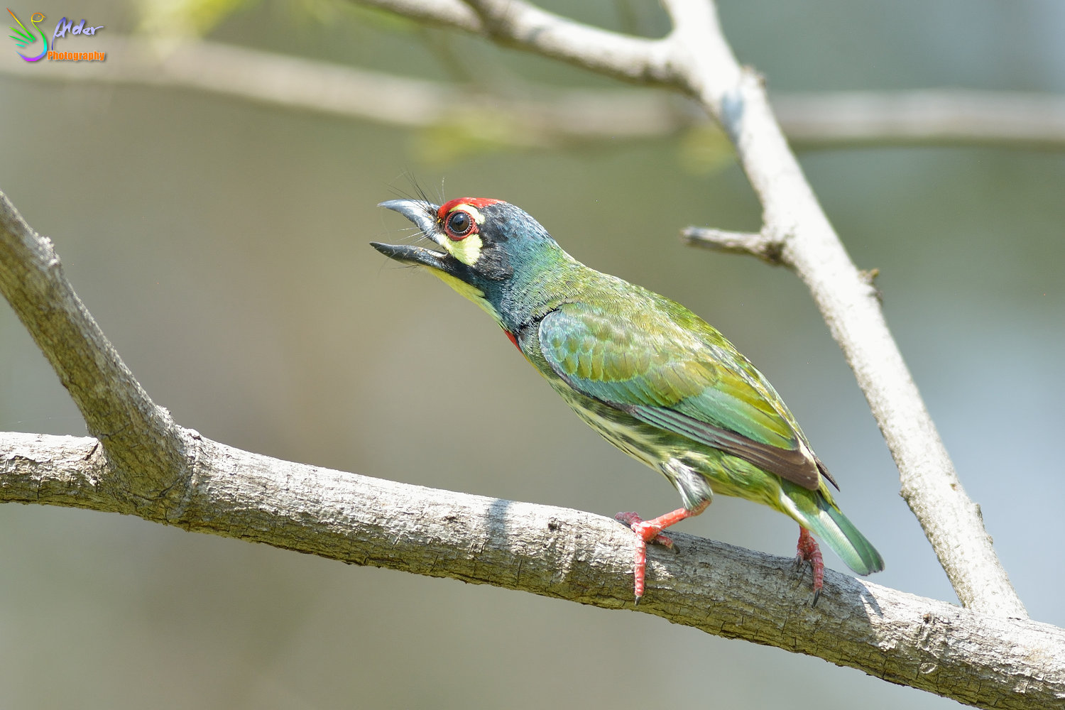 Coppersmith_Barbet_3140