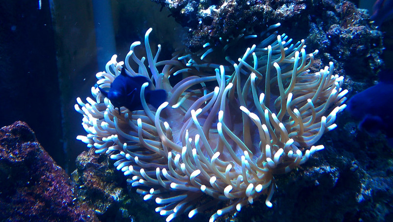 ReefCentral-Picture-72