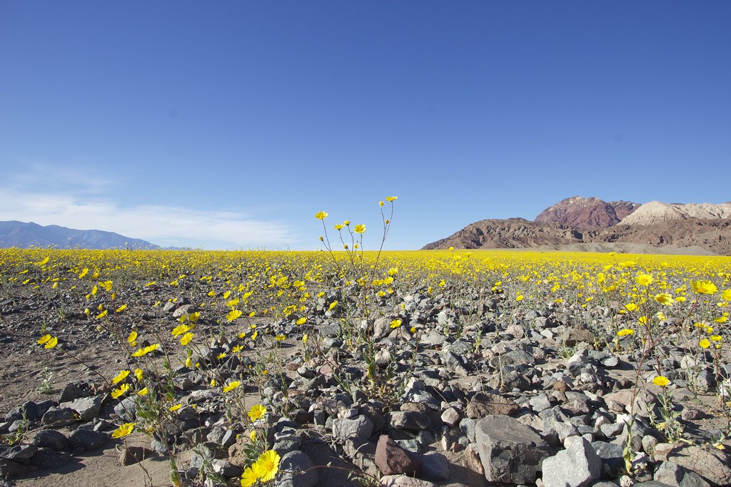 Photo of Death Valley Super Bloom