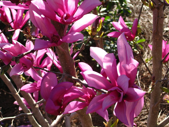 Magnolia hybrid 'Ann' 3 15 10 (3)