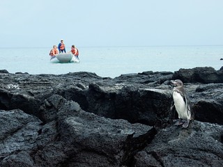 Penguin - Galapagos islands
