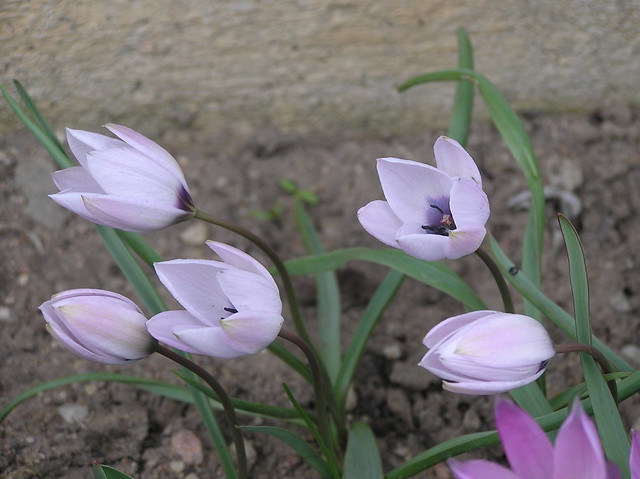 Tulipa humilis rosea coerulea oculata