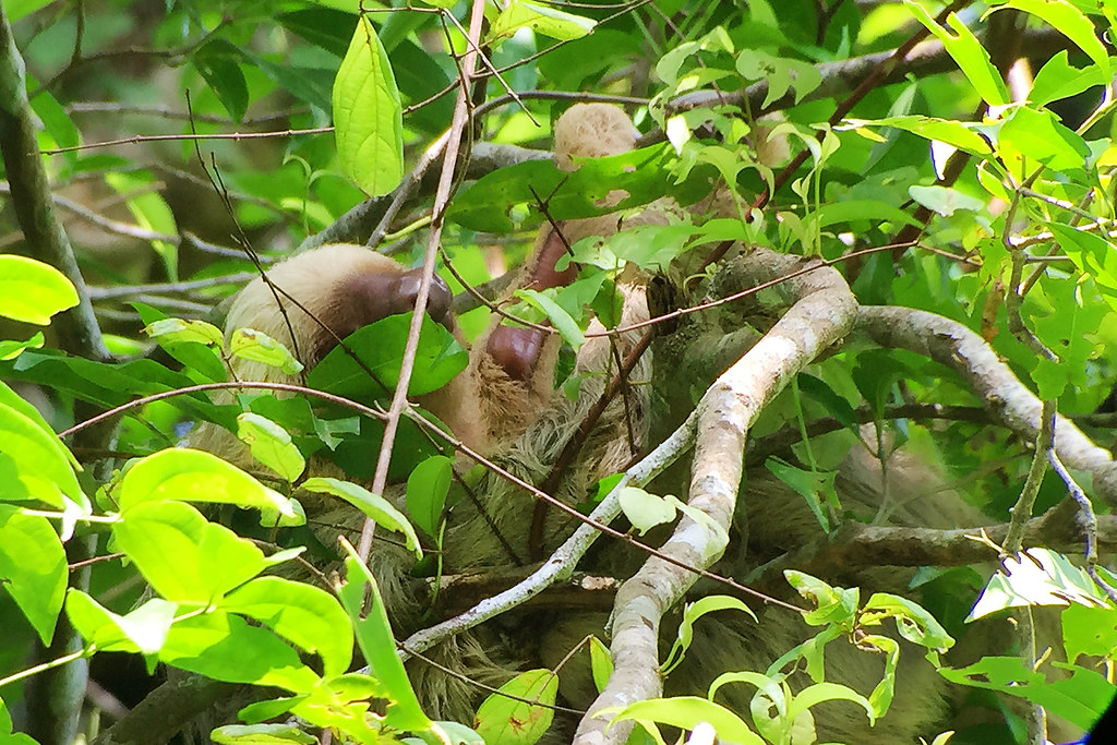 Manuel Antonio National Park Sloth
