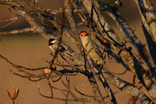 bird birds illinois woodpecker nikon chickadee redbelliedwoodpecker blackcappedchickadee birdfeeders 2015 eddyville nikond7100