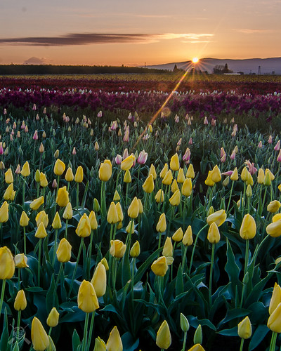 flowers oregon sunrise spring nikon tulips blossoms woodenshoe woodburn 2015 willamettevalley d7000