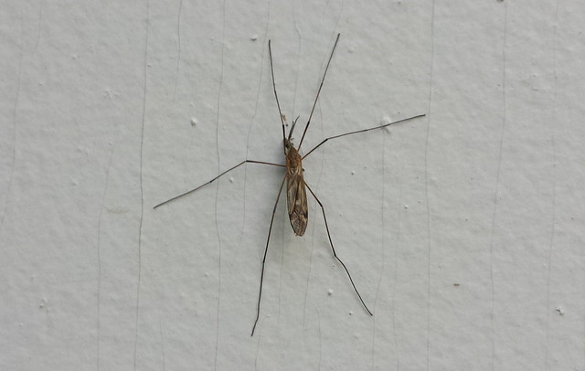 large fly with very long legs and wings folded along its body resting on a gray wall