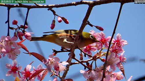 紅脇繡眼鳥(Zosterops erythropleurus#Chestnut-flanked White-eye)