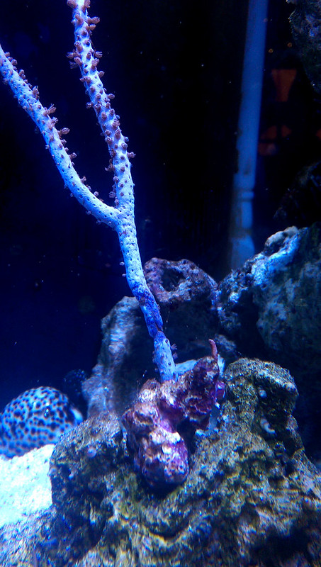 ReefCentral-Picture-51