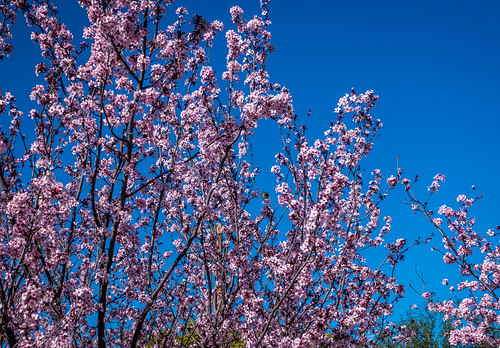 california ca flowers blue sky plant tree us unitedstates sanjose bloom cherryblossom springflowers