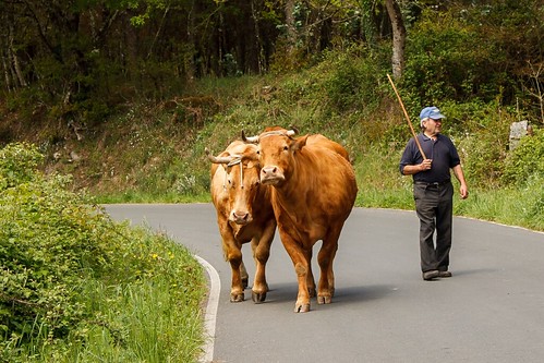 road españa travelling animals rural countryside spain cowboy cows carretera viajando galicia backpacking animales lugo caminodesantiago vacas caminando vaquero caminoprimitivo thewayofsaintjames soutodetorres rubiasgallegas
