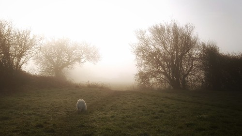 morning england dog fog rural sunrise wiltshire spitz chippenham