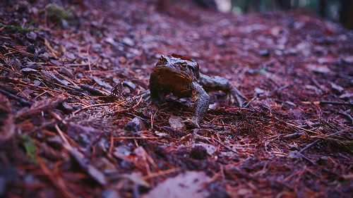 travel nature japan forest sony frog traveling wakeup japon giappone forestpath takingphotos forestwalk sonyalpha япония naturecollection frommypointofview eyeem sonynex5r eyeembestshotsnature eyeembestedits eyeembestshots eyeemnaturelover sonyα♡love