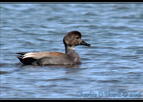 7d canon colorado explore northamerica usa ef400mmf28liiusm20x ef400mmf28liiusm eos7d 7dclassic 7dmarki 7dmark1 f8 11250s iso200 800mm extender teleconverter telephoto supertelephoto nature wildlife duck gadwall male drake co 2016 montevista sanluisvalley homelake lake water blue brown gray outdoor bird animal waterfowl 2x ef2x ef2xii best wonderful perfect fabulous great photo pic picture image photograph
