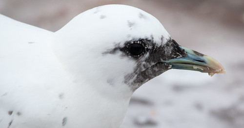 Ivory Gull in Duluth!