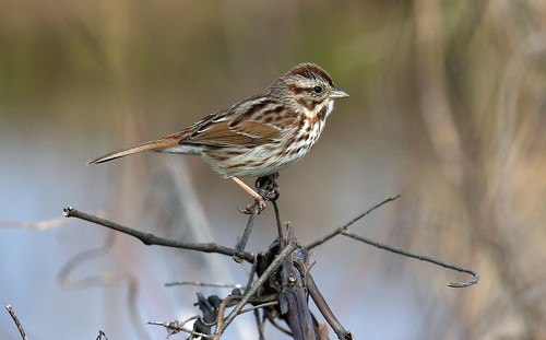 bird song sparrow delaware