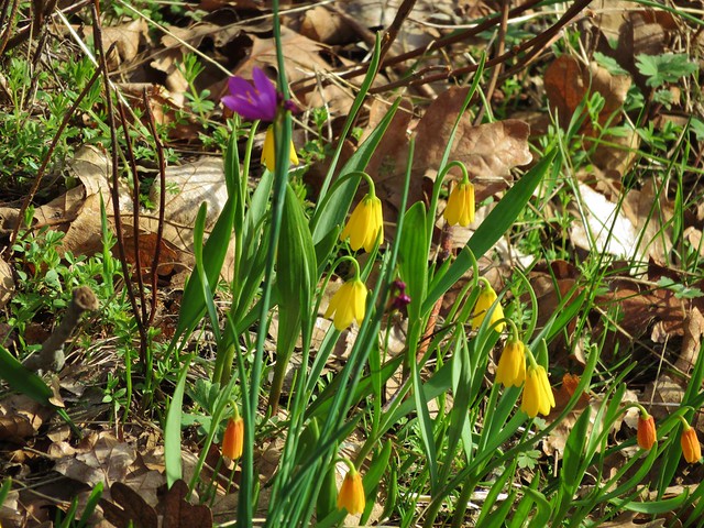 Yellow bell lilies and a grass widow