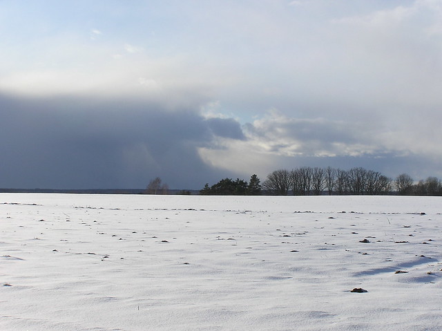 Snowy Fields