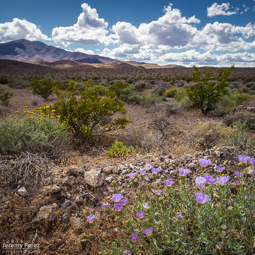 california clouds desert flowers landscape plants roadtrip pahrump nevada unitedstates