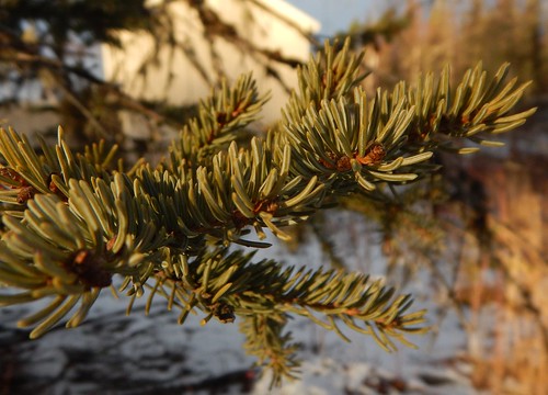 white spruce wasilla alaska tree everygreen