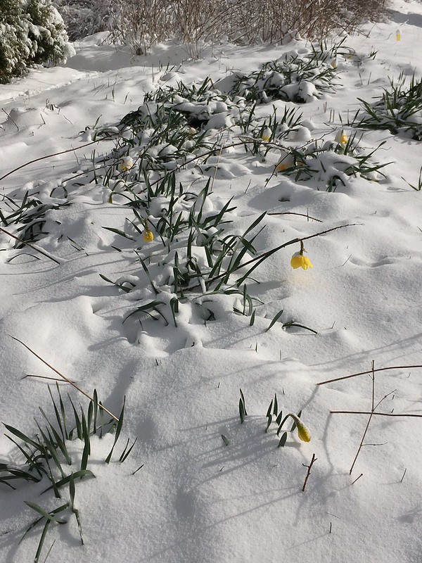 April 3 2016 Snow and Daffodils