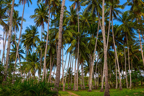 green nature paradise philippines scenic palmtrees jungle views tropical coconuttrees sibulan centralvisayas jamesinsogna