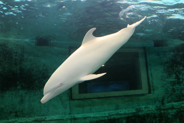 Photo of Angel at Taiji Whale Museum