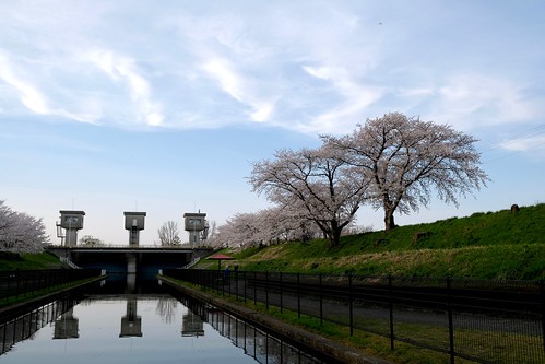 桜と水門