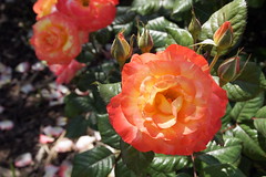 Chihuly Rose at Bravo Lake Botanical Garden in Woodlake