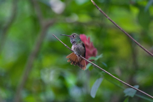 bird hummingbird wildlife watching birding hammock buff birdwatching bellied castellow amazilia buffbellied yucatanensis