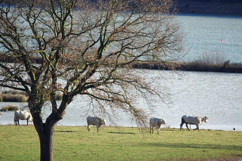 lac vache midipyrénées hautespyrénées troupeau hachan lrmp puydarrieux campuzan
