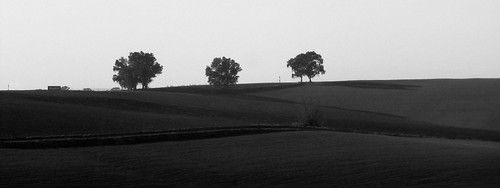 trees blackandwhite españa field landscape spain trafalgar andalusia trafalgarinsider spanishwonders